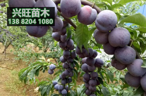 五月脆李苗5.jpg