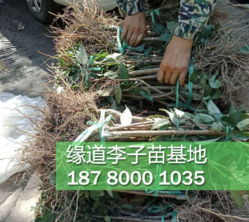 李子樹苗7.JPG