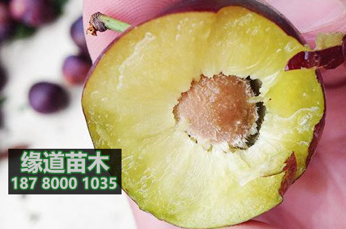 脆紅李苗5.JPG