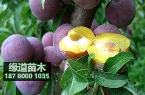脆紅李苗3.JPG