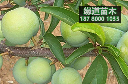 蜂糖李樹苗6.jpg