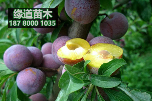 脆紅李苗16.jpg