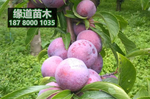 脆紅李苗12.jpg