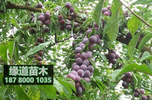 脆紅李苗1.JPG