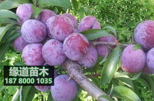 脆紅李苗2.JPG