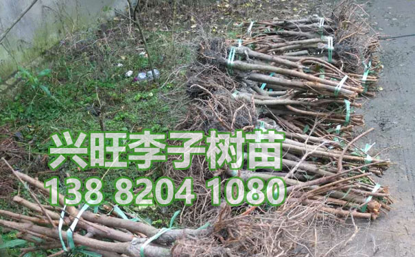 李子樹(shù)苗.jpg