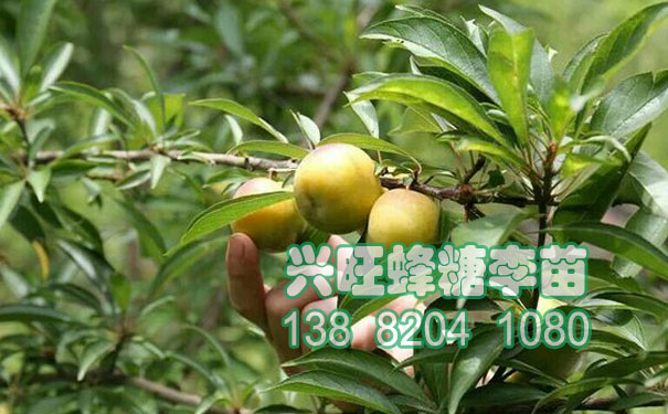 蜂糖李苗5.JPG