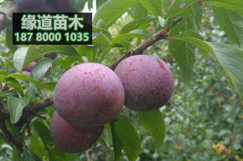 脆紅李苗9.jpg