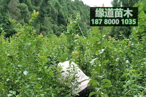 五月脆李苗7.jpg