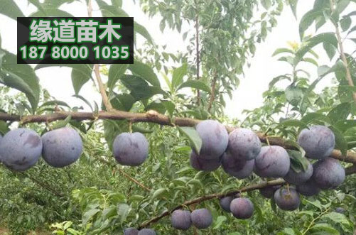 五月脆李苗5.jpg