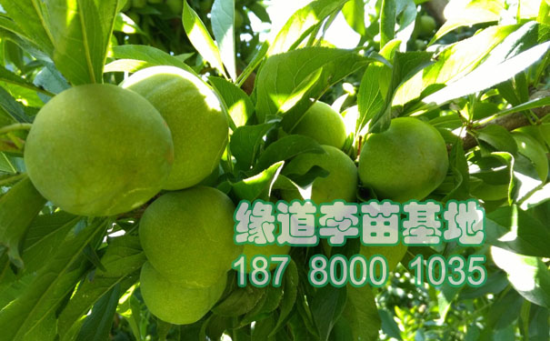 青脆李苗5.jpg