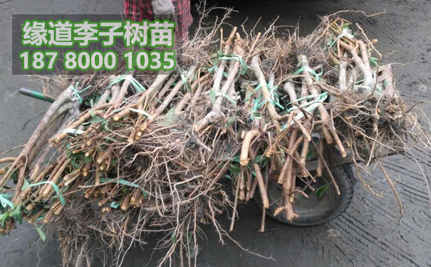 李子樹苗14.jpg