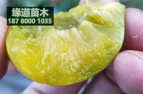 青脆李樹苗7.JPG
