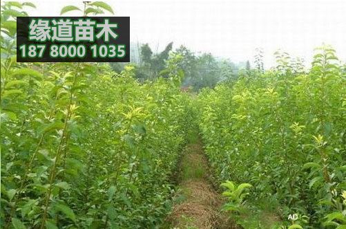青脆李樹苗5.JPG