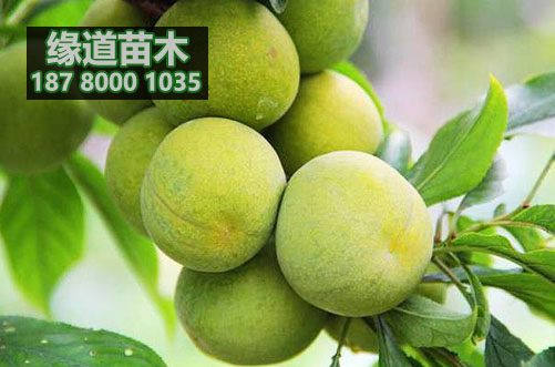 青脆李樹苗4.JPG