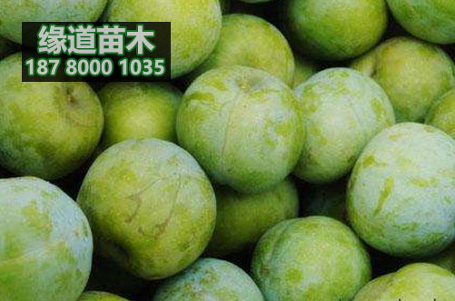 青脆李樹苗3.JPG