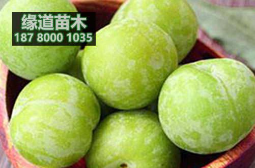 青脆李樹苗2.JPG