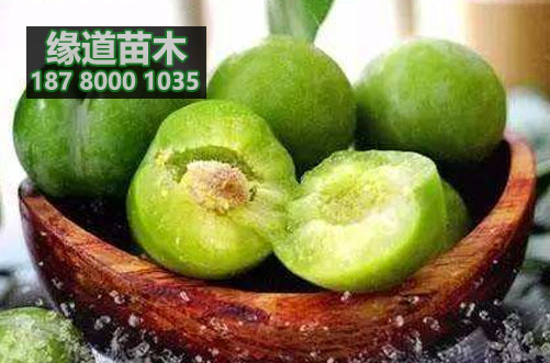青脆李樹苗1.JPG