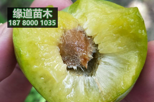 青脆李樹苗.JPG