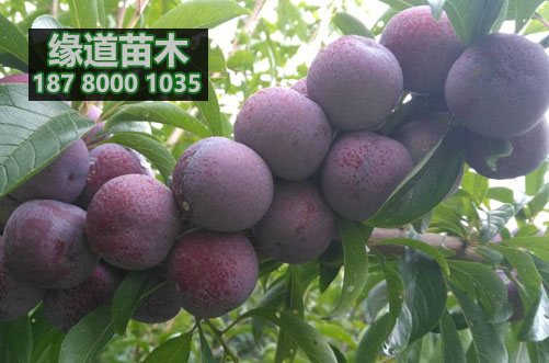 脆紅李苗14.jpg