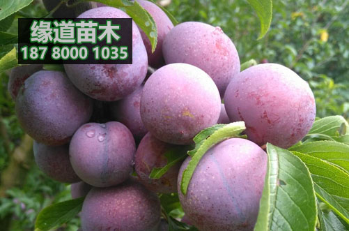 脆紅李苗13.jpg