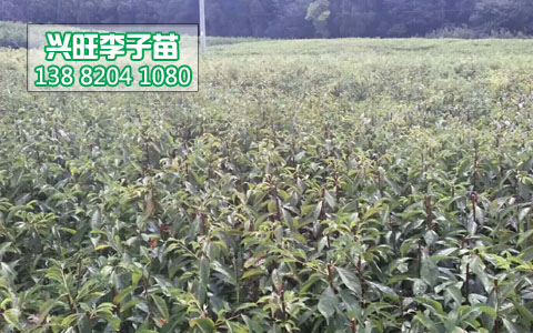 李子苗1.jpg