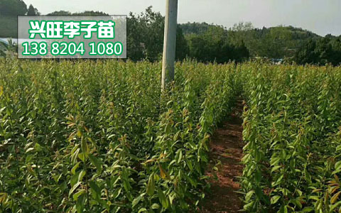 李子苗5.jpg
