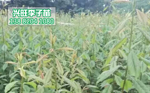 李子苗2.jpg