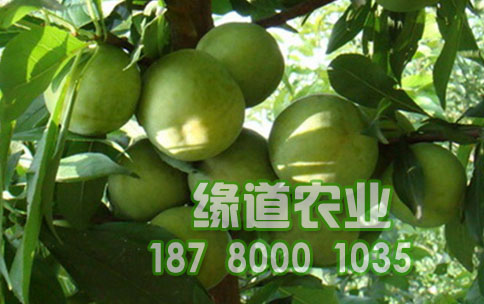 青脆李苗1.jpg