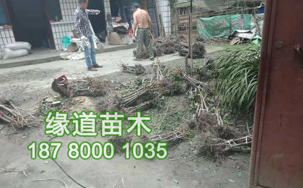 李子苗2.jpg