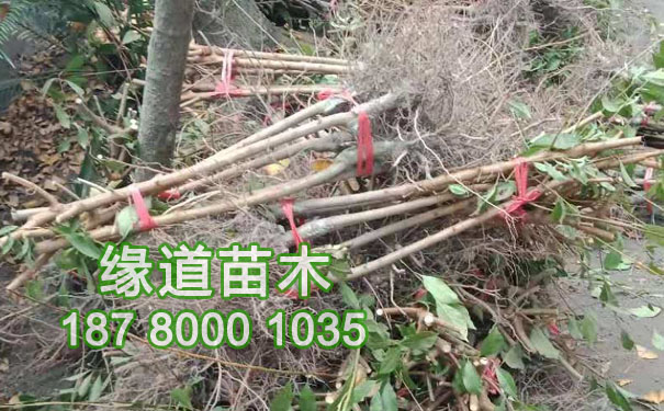 李子苗3.jpg