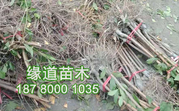 李子苗4.jpg