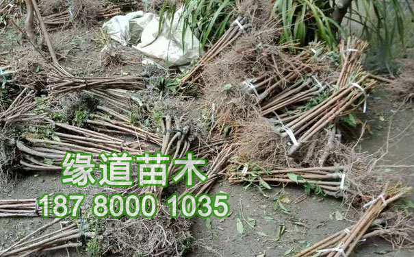 李子苗9.jpg