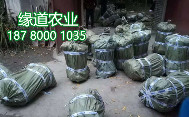 李子樹苗1.jpg