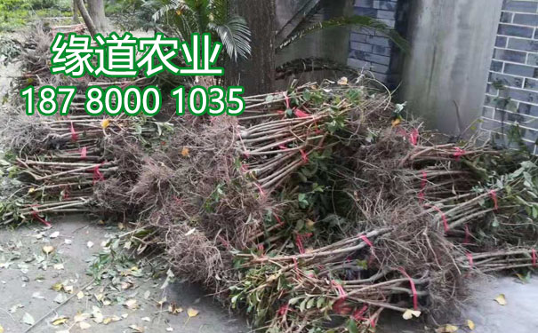 李子樹苗6.jpg