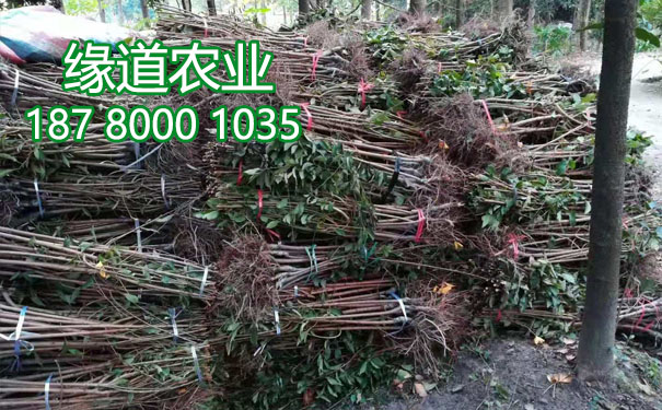 李子樹(shù)苗15.jpg