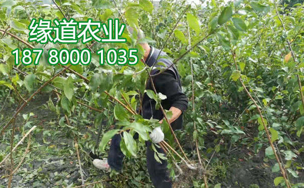 李子樹苗2.jpg