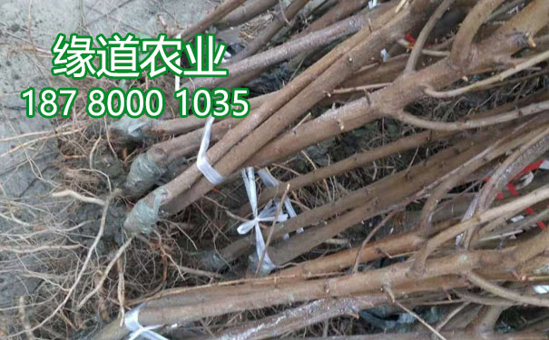 李子樹苗1.jpg