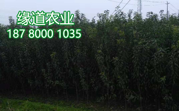 李子樹苗7.jpg