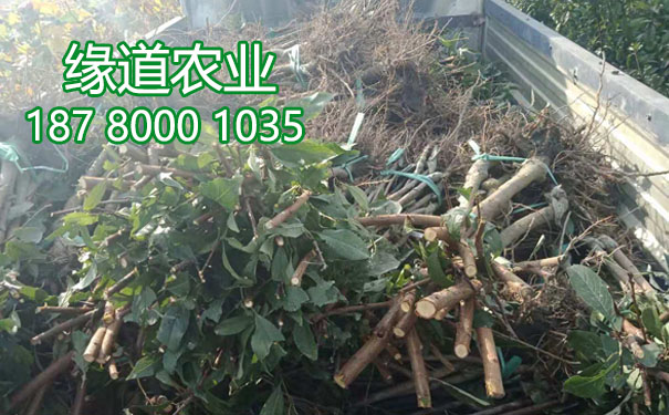 李子樹苗11.jpg
