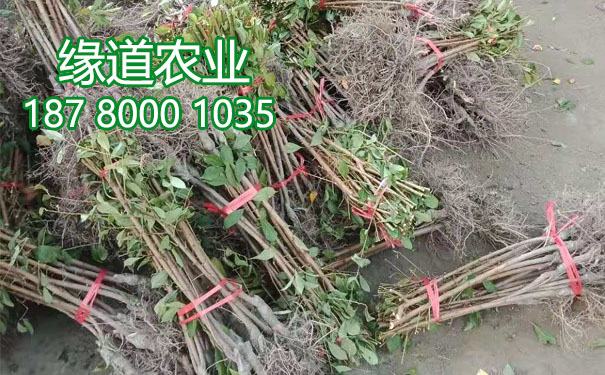 李子樹(shù)苗17.jpg