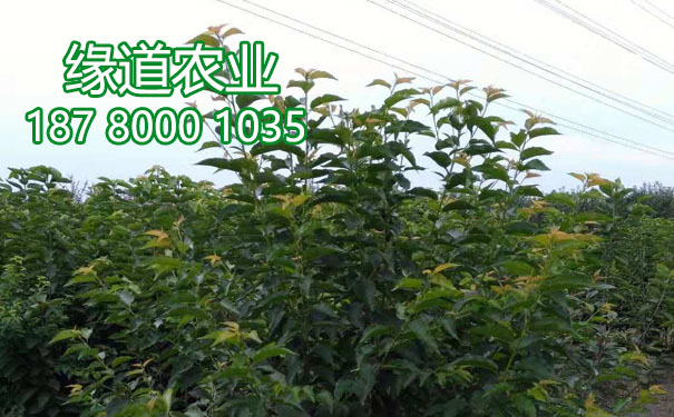 李子樹苗5.jpg