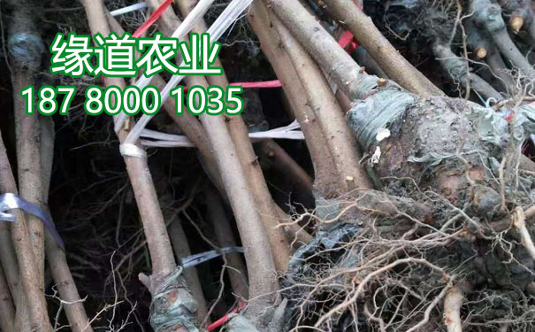 李子樹苗16.jpg