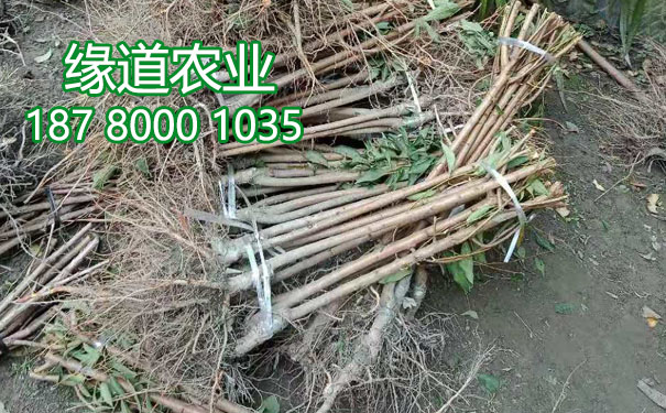 李子樹苗9.jpg