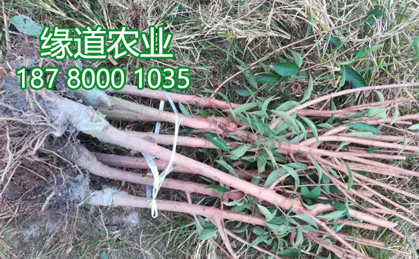李子苗1.jpg