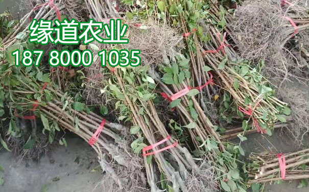 李子樹苗8.jpg