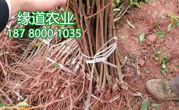 青脆李苗8.jpg