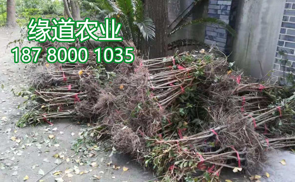李子果樹苗1.jpg