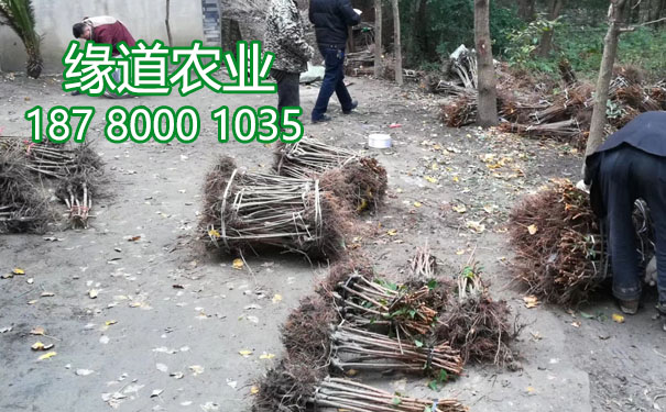 李子果樹苗22.jpg