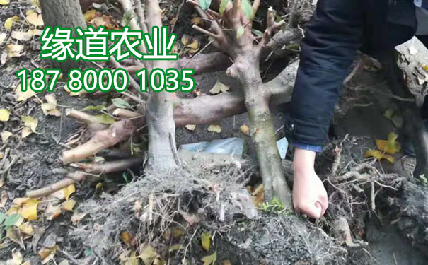 李子果樹苗9.jpg